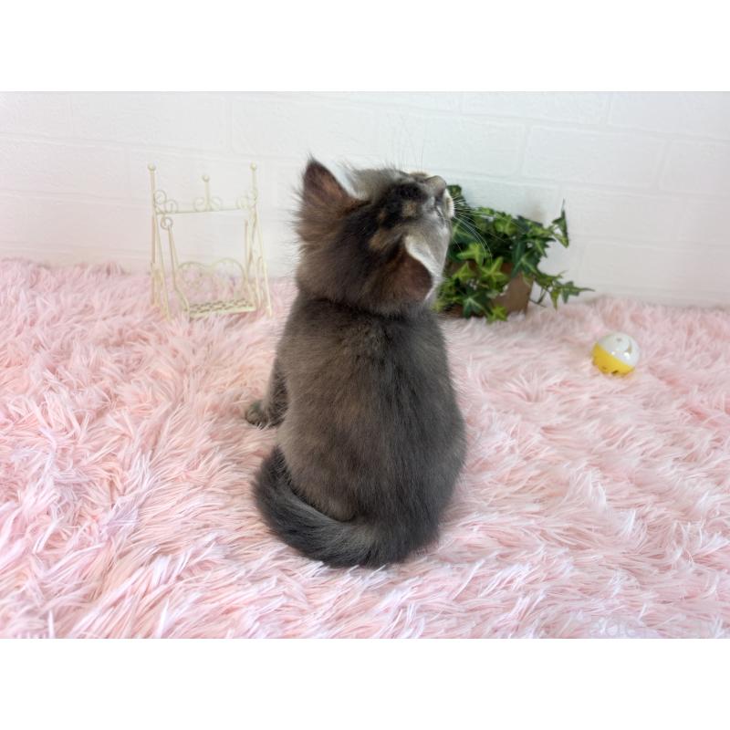 販売中の福島県のマンチカン-130562の10枚目