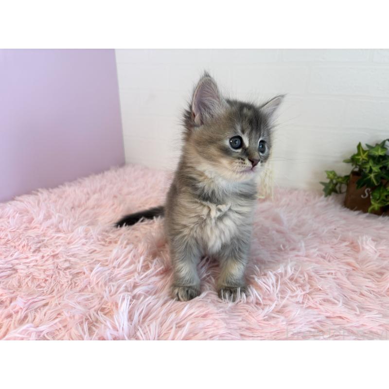 販売中の福島県のマンチカン-130562の9枚目