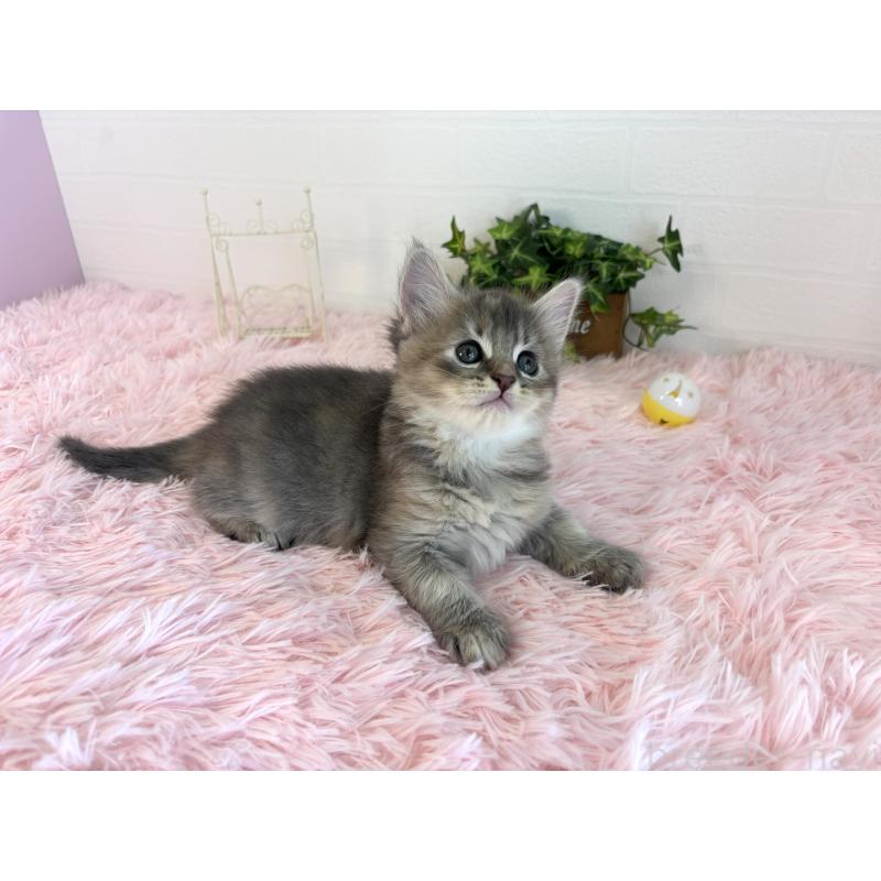 販売中の福島県のマンチカン-130562の8枚目