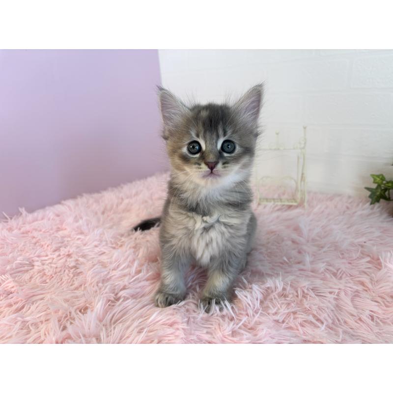 販売中の福島県のマンチカン-130562の7枚目