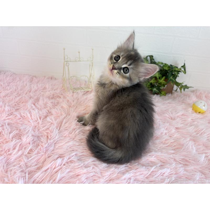 販売中の福島県のマンチカン-130562の6枚目