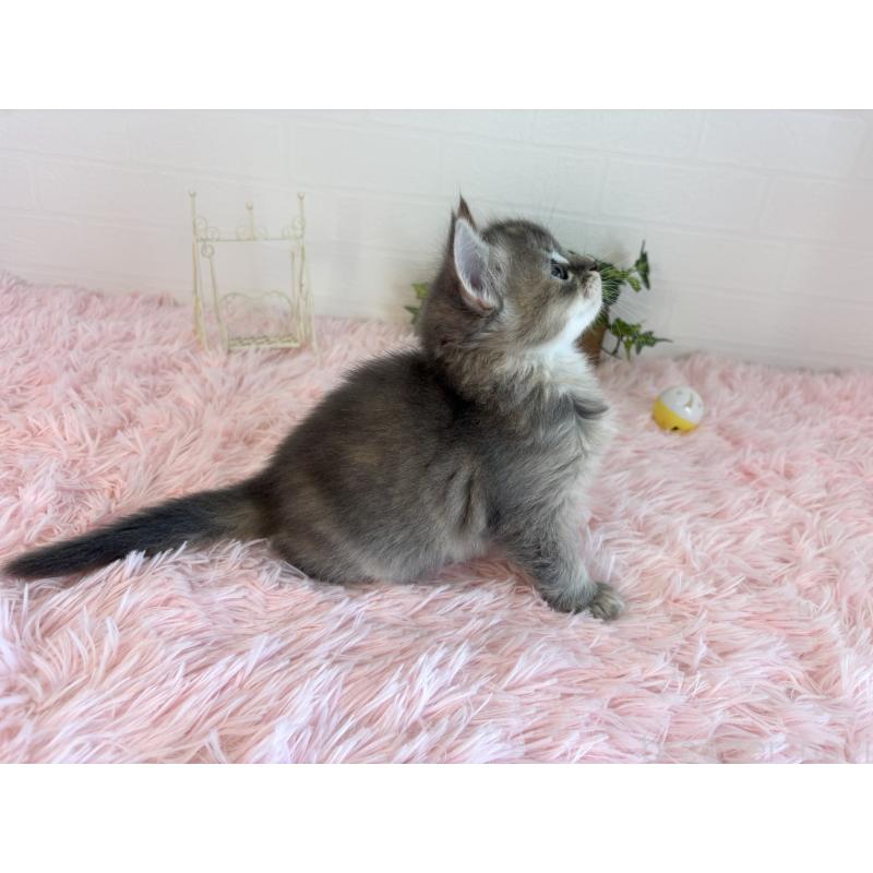 販売中の福島県のマンチカン-130562の5枚目