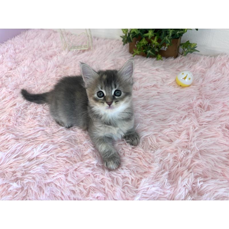 販売中の福島県のマンチカン-130562の4枚目