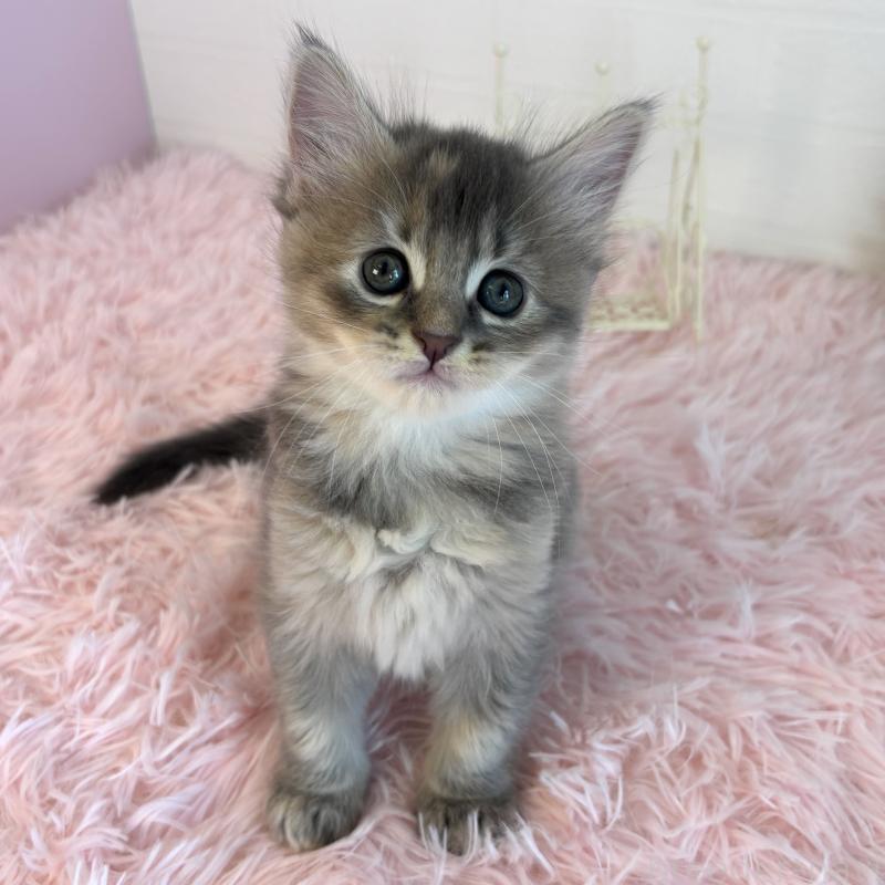 販売中の福島県のマンチカン-130562の1枚目