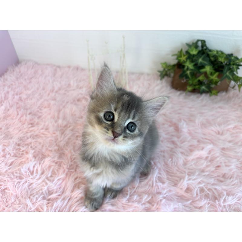 販売中の福島県のマンチカン-130562の3枚目