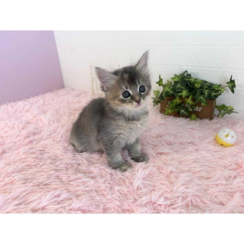 販売中の福島県のマンチカン-130562の2枚目