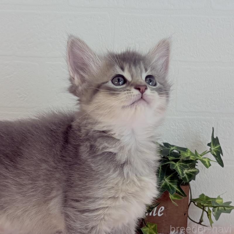 販売中の福島県のマンチカン-130563の12枚目