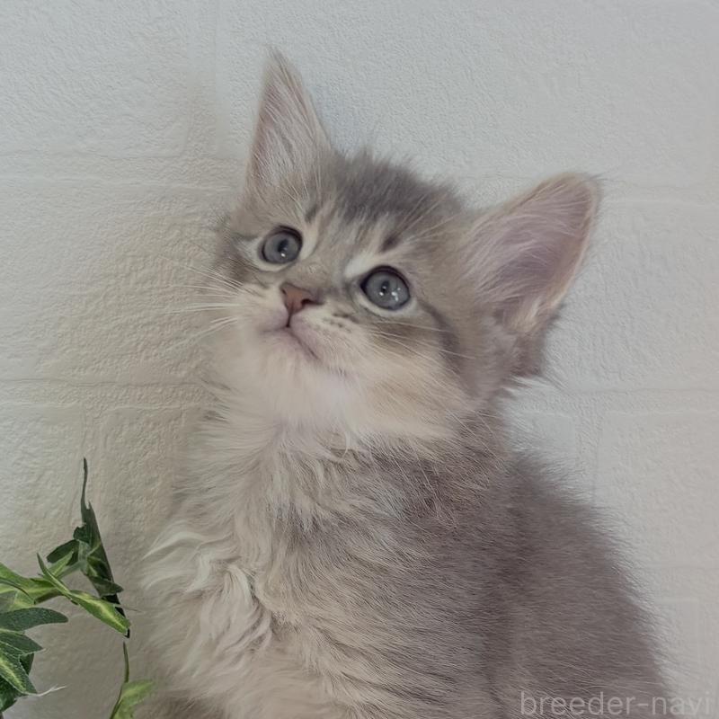 販売中の福島県のマンチカン-130563の11枚目