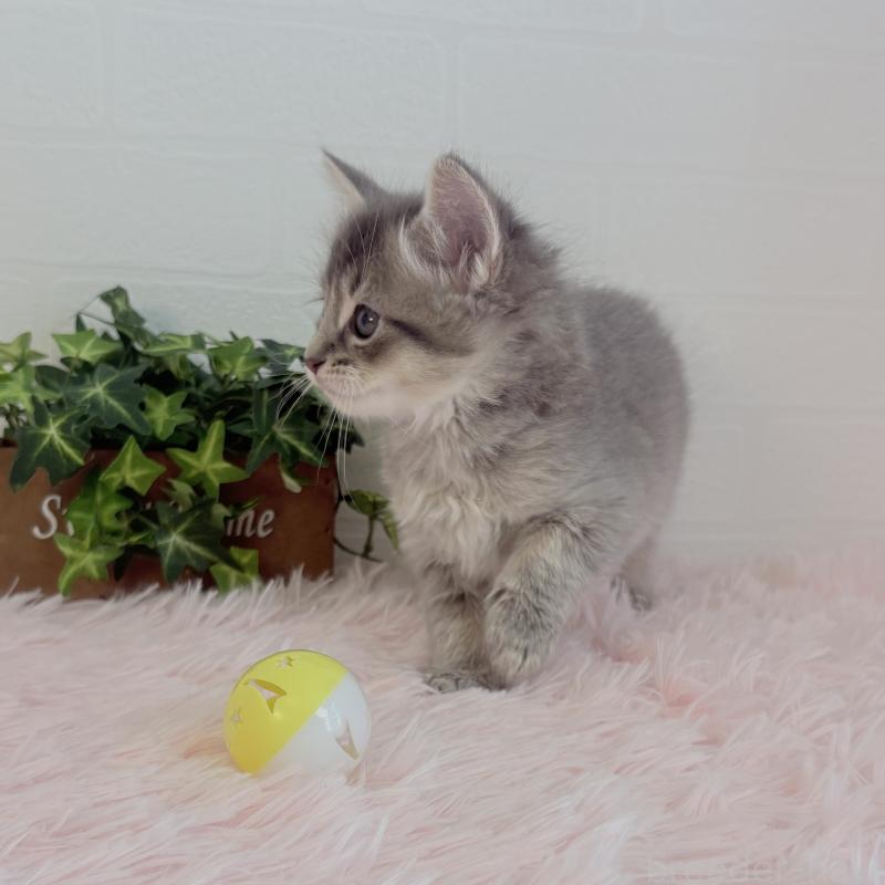 販売中の福島県のマンチカン-130563の10枚目