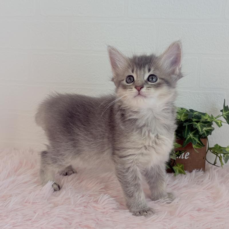 販売中の福島県のマンチカン-130563の9枚目