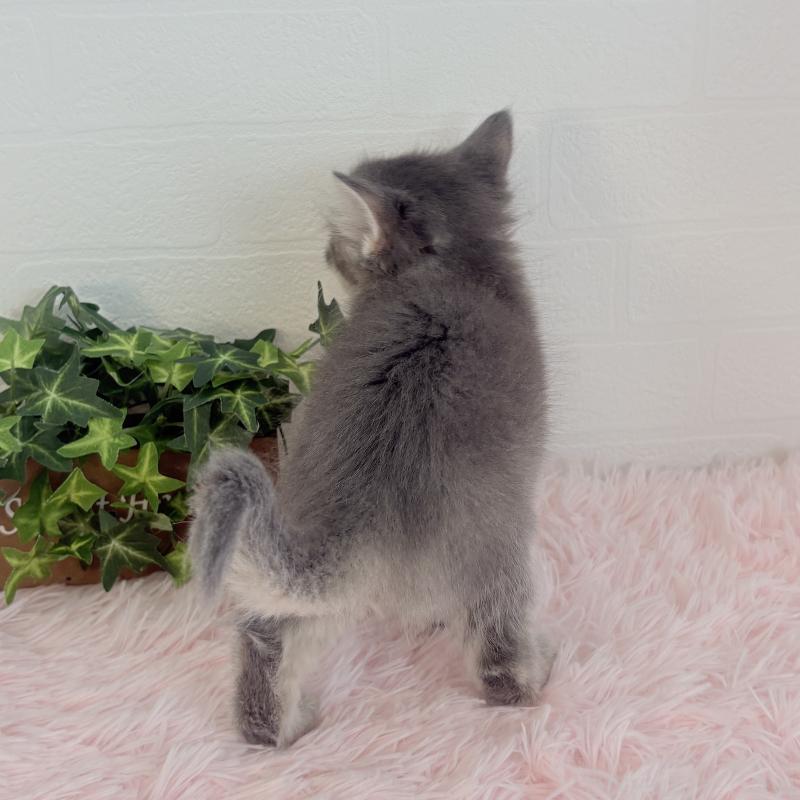 販売中の福島県のマンチカン-130563の8枚目