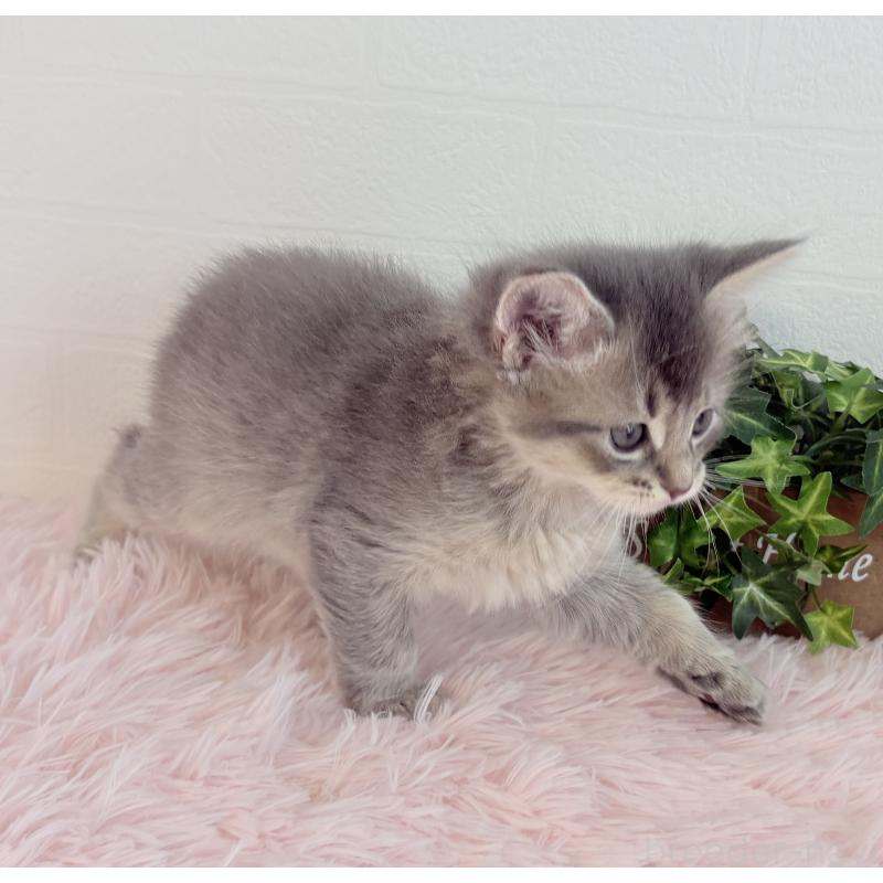 販売中の福島県のマンチカン-130563の7枚目