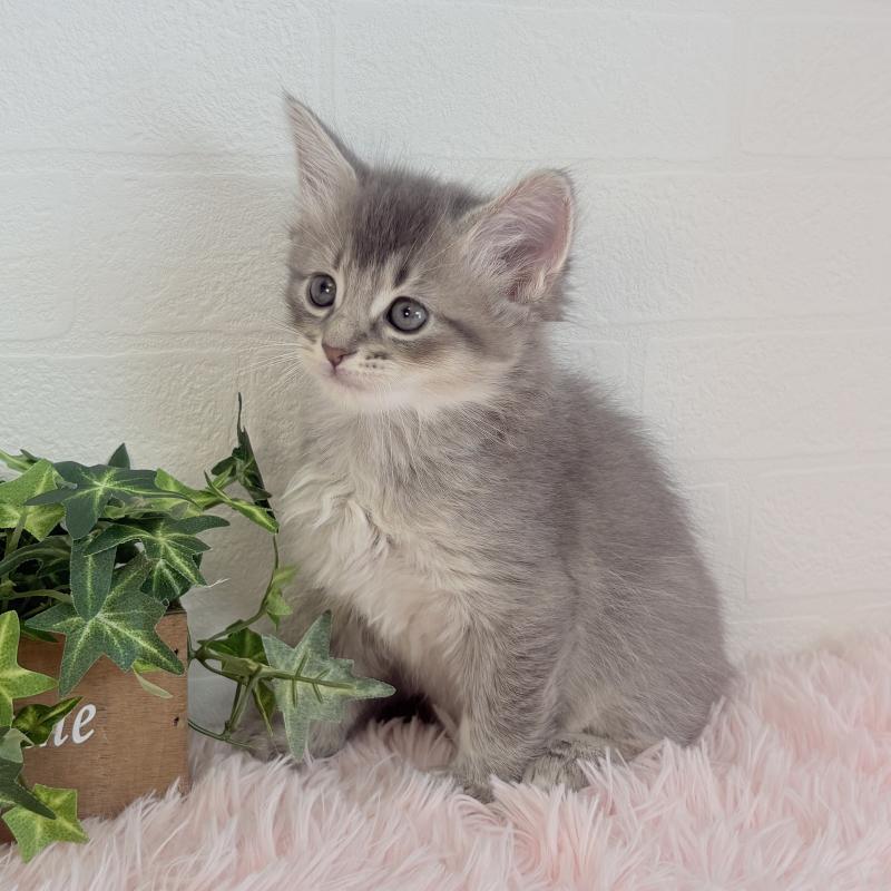 販売中の福島県のマンチカン-130563の6枚目