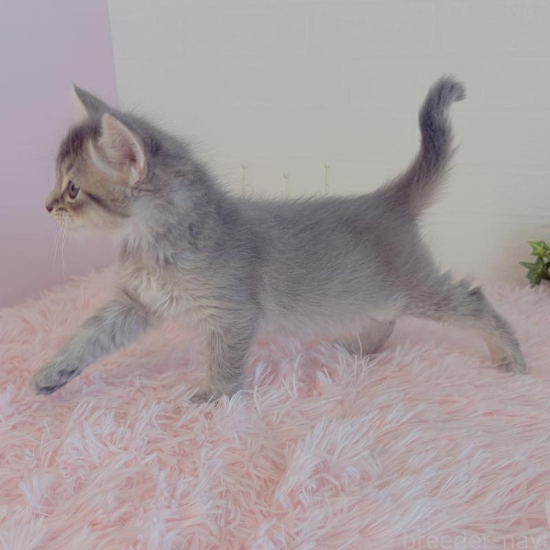 販売中の福島県のマンチカン-130563の5枚目