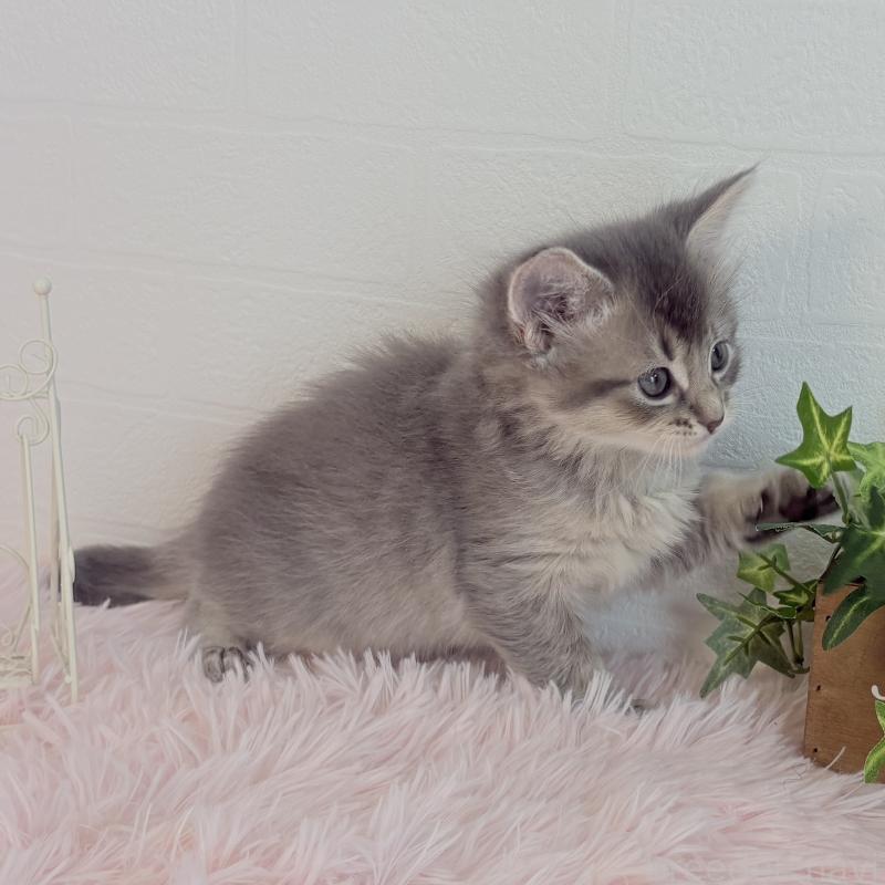 販売中の福島県のマンチカン-130563の4枚目