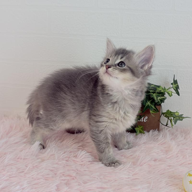 販売中の福島県のマンチカン-130563の3枚目