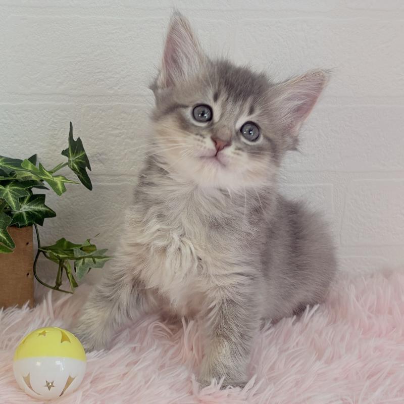 販売中の福島県のマンチカン-130563