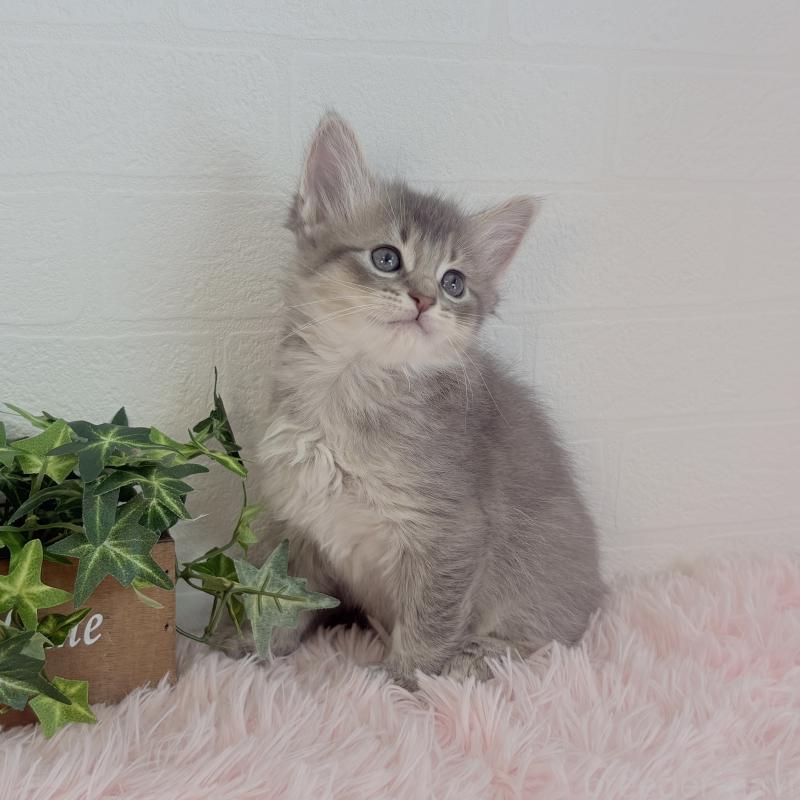 販売中の福島県のマンチカン-130563の2枚目