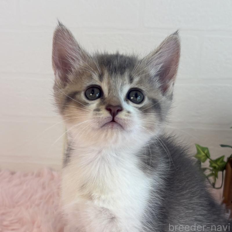 販売中の福島県のマンチカン-130564の12枚目