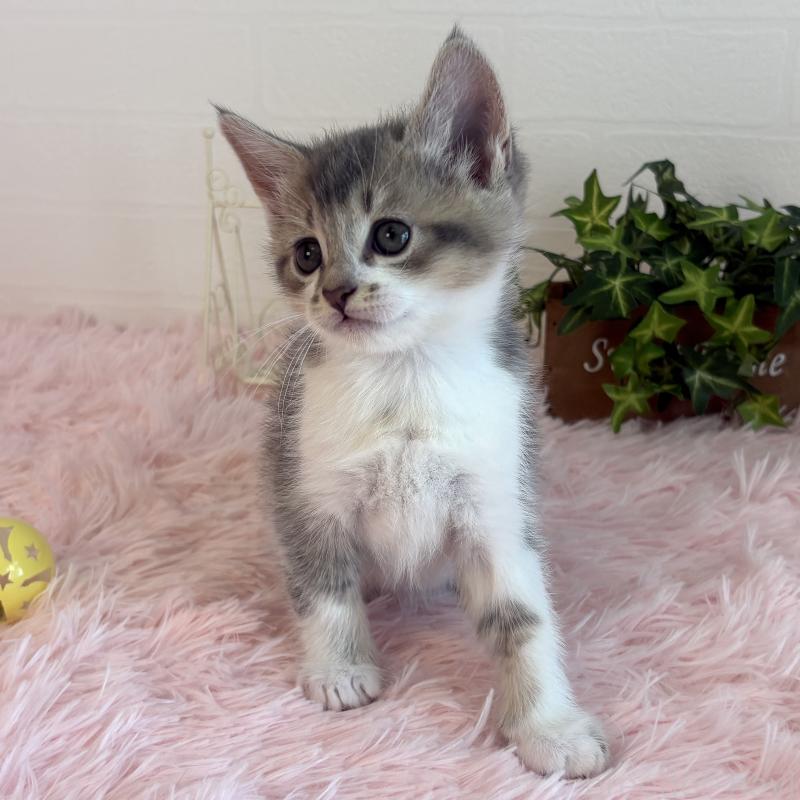 販売中の福島県のマンチカン-130564の11枚目