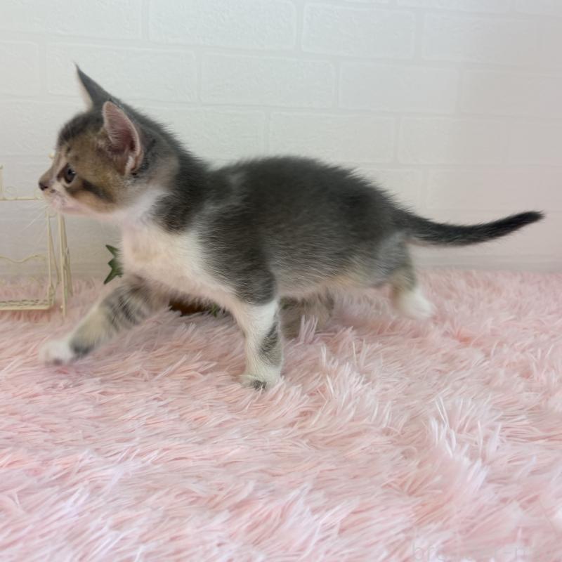 販売中の福島県のマンチカン-130564の10枚目