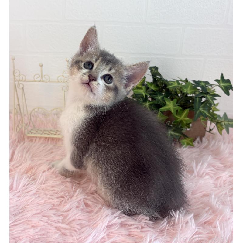 販売中の福島県のマンチカン-130564の9枚目