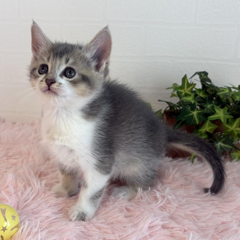 販売中の福島県のマンチカン-130564の8枚目