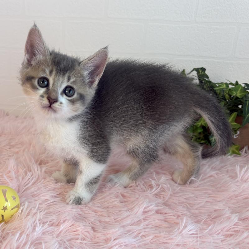 販売中の福島県のマンチカン-130564の6枚目