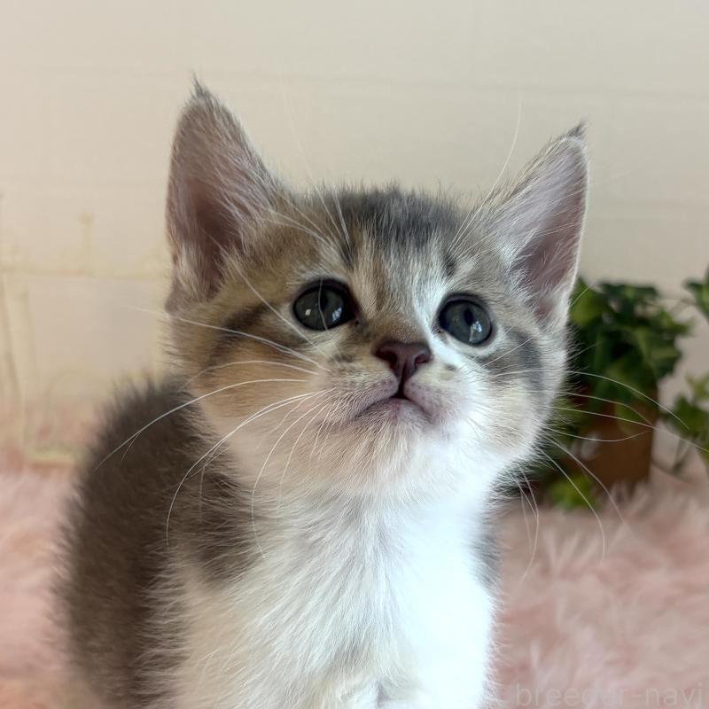 販売中の福島県のマンチカン-130564の5枚目