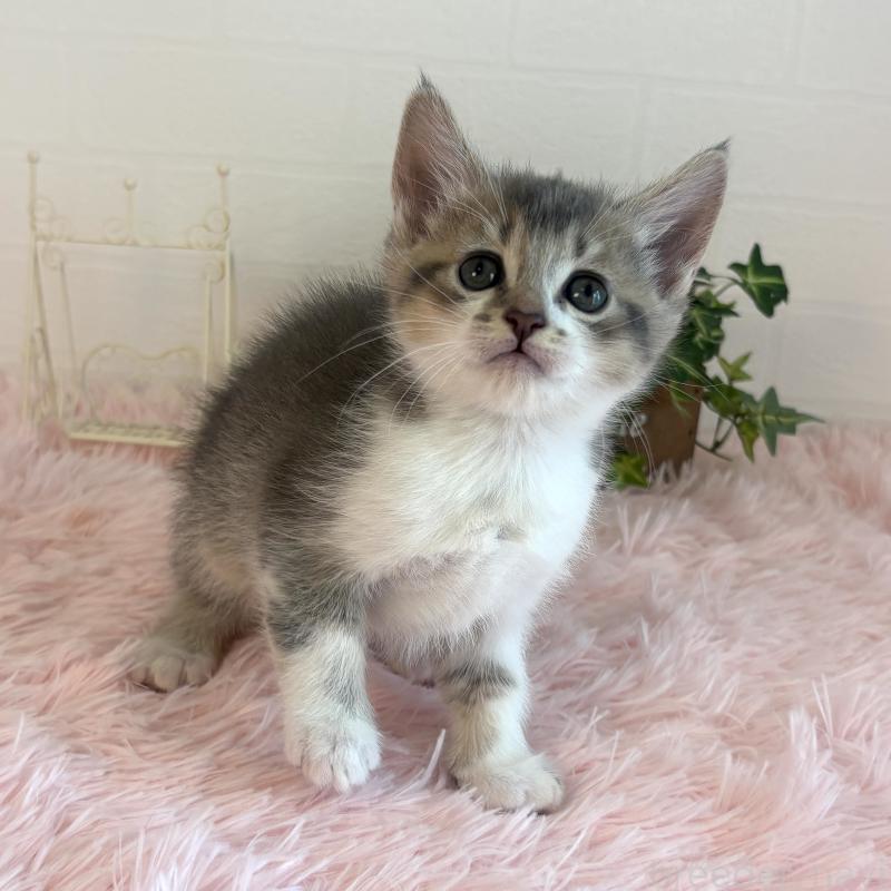 販売中の福島県のマンチカン-130564の4枚目