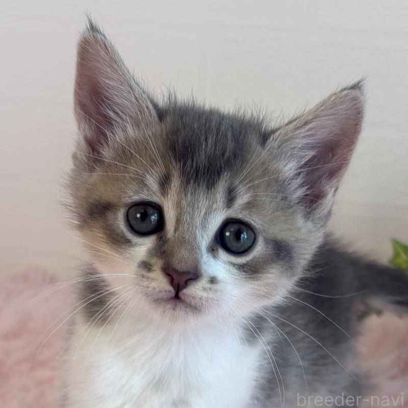 販売中の福島県のマンチカン-130564