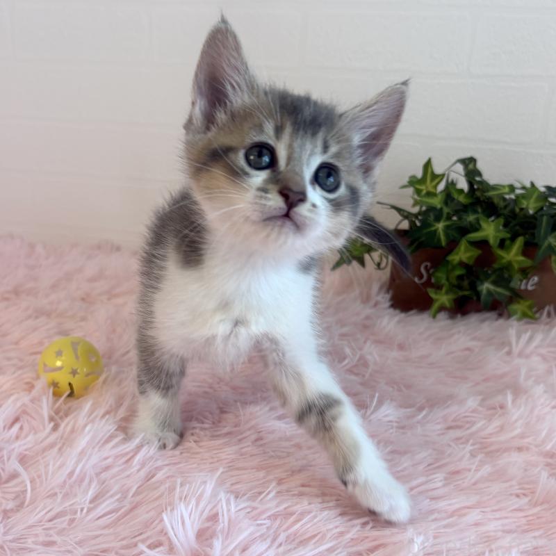 販売中の福島県のマンチカン-130564の3枚目