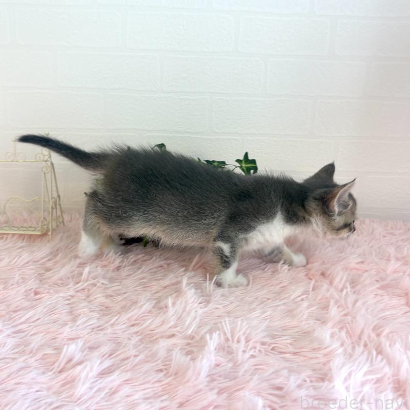 販売中の福島県のマンチカン-130564の2枚目