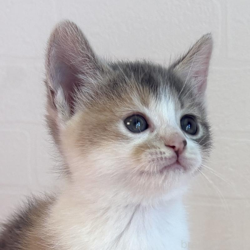 販売中の福島県のマンチカン-130565の12枚目