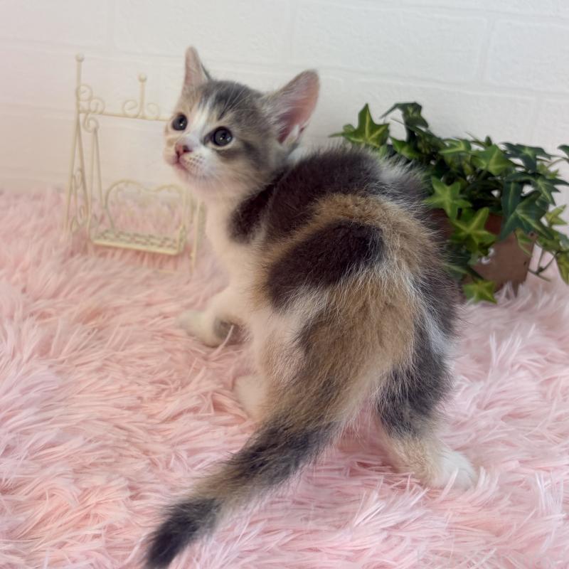 販売中の福島県のマンチカン-130565の10枚目