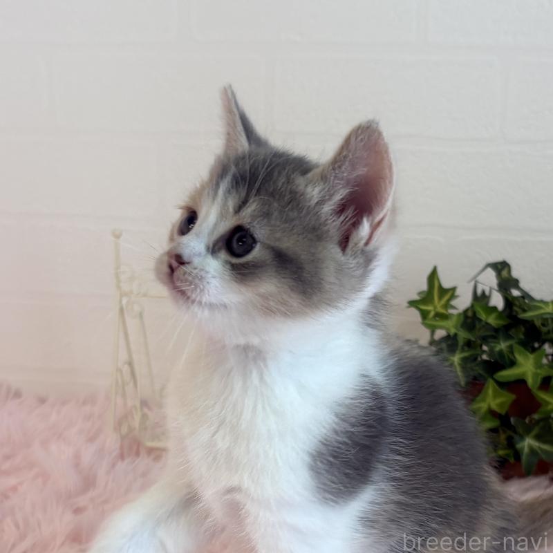 販売中の福島県のマンチカン-130565の9枚目