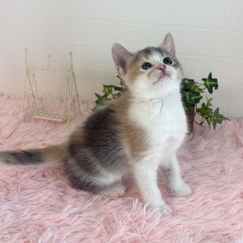 販売中の福島県のマンチカン-130565の7枚目