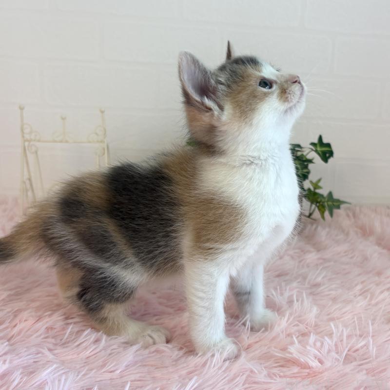 販売中の福島県のマンチカン-130565の6枚目