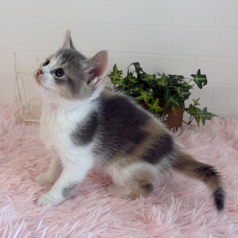 販売中の福島県のマンチカン-130565の5枚目