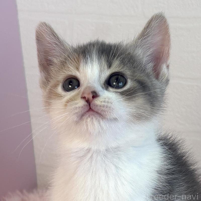 販売中の福島県のマンチカン-130565