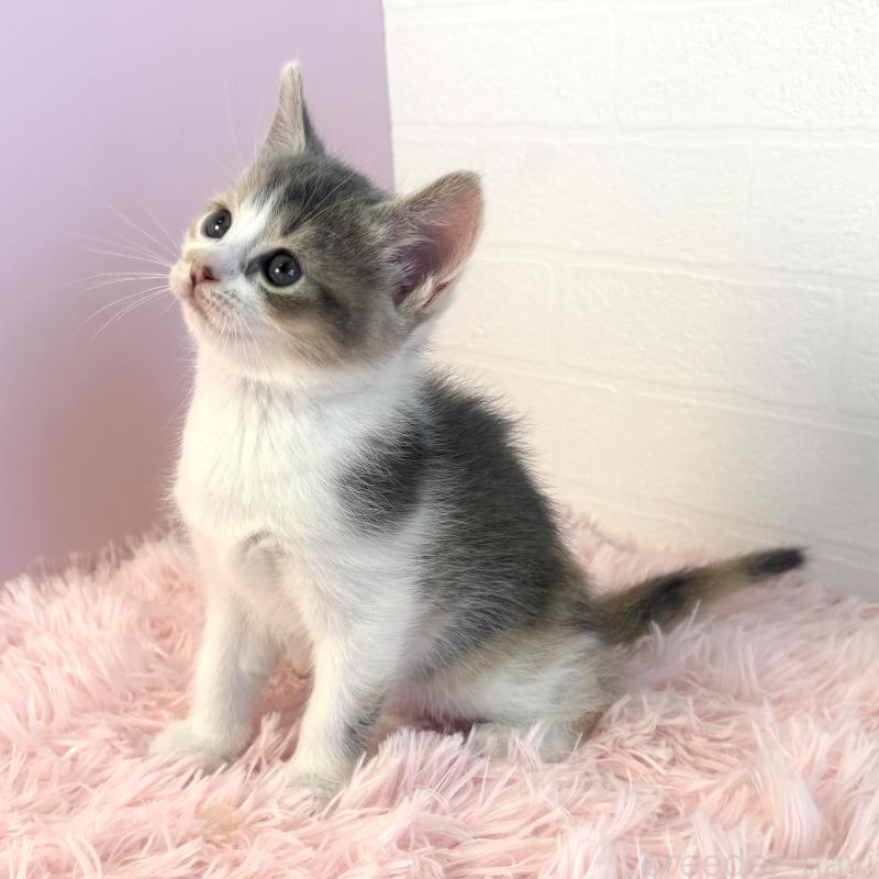 販売中の福島県のマンチカン-130565の4枚目