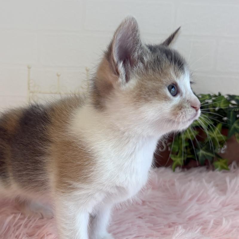 販売中の福島県のマンチカン-130565の3枚目