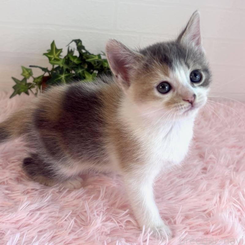 販売中の福島県のマンチカン-130565の2枚目