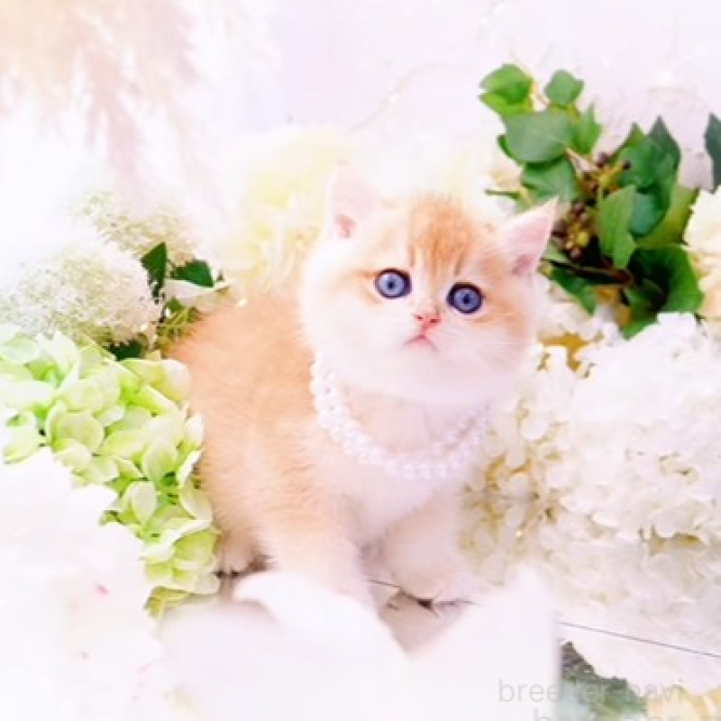 販売中の岐阜県のブリティッシュショートヘア-130566