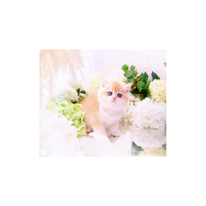 販売中の岐阜県のブリティッシュショートヘア-130566の2枚目