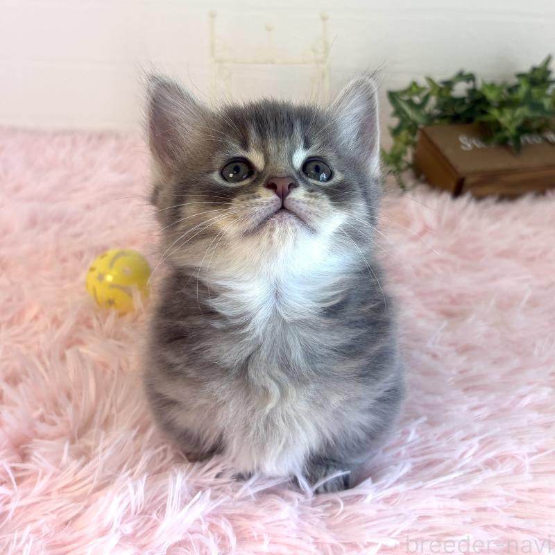 販売中の福島県のマンチカン(短足)-130568の12枚目