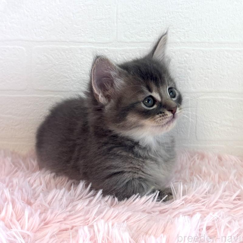 販売中の福島県のマンチカン(短足)-130568の11枚目