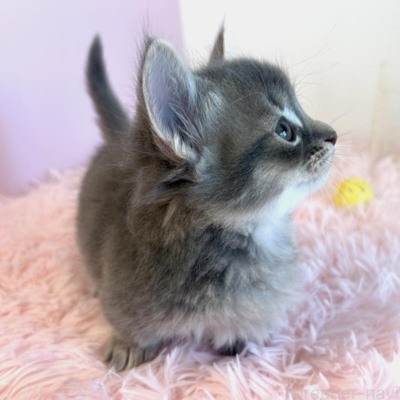 販売中の福島県のマンチカン(短足)-130568の10枚目