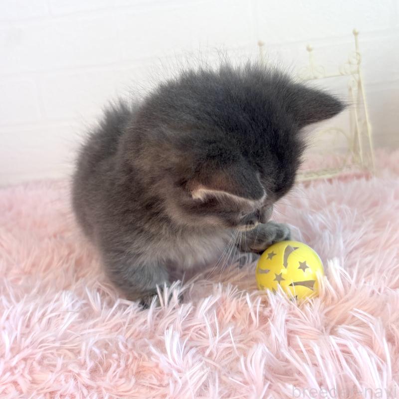 販売中の福島県のマンチカン(短足)-130568の9枚目