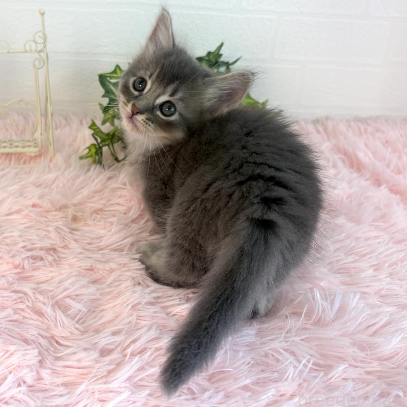 販売中の福島県のマンチカン(短足)-130568の7枚目